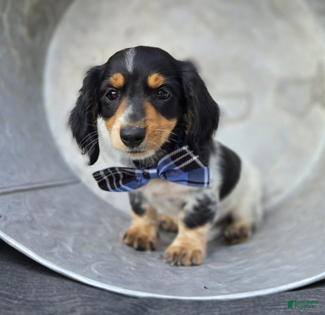 Miniature Dachshund dogs for sale: Timothy - Image 1