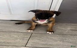 German Shepherd dogs for sale: Messi - Image 1