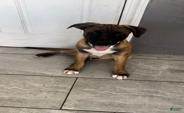 German Shepherd dogs for sale - Ad 1