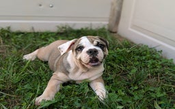 Olde English Bulldogge dogs for sale: Ginger - Image 15
