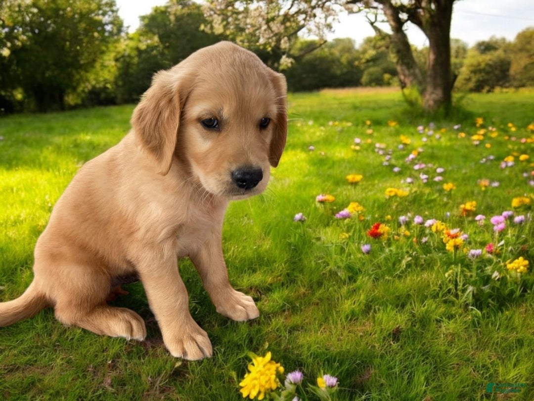 Golden Retriever dogs for sale: Sammy - Image 5