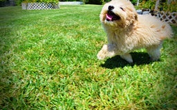 Havapoo dogs for sale: Wags - Image 15
