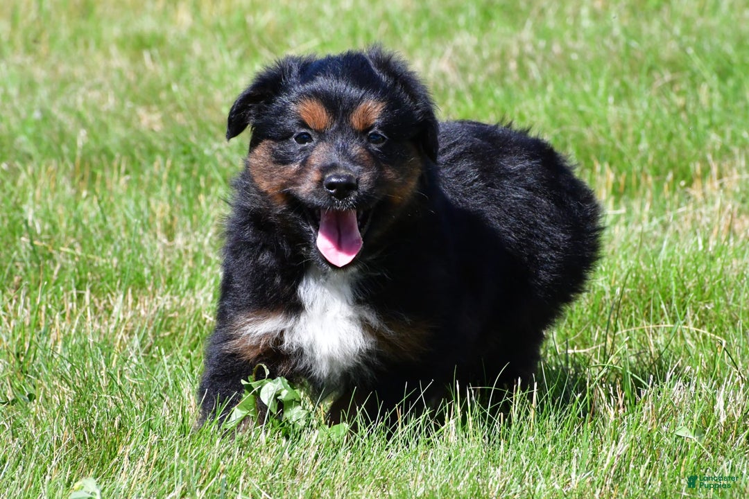 Miniature Australian Shepherd dogs for sale: Natasha - Image 14