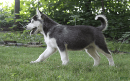 Siberian Husky dogs for sale: Alaska - Image 11