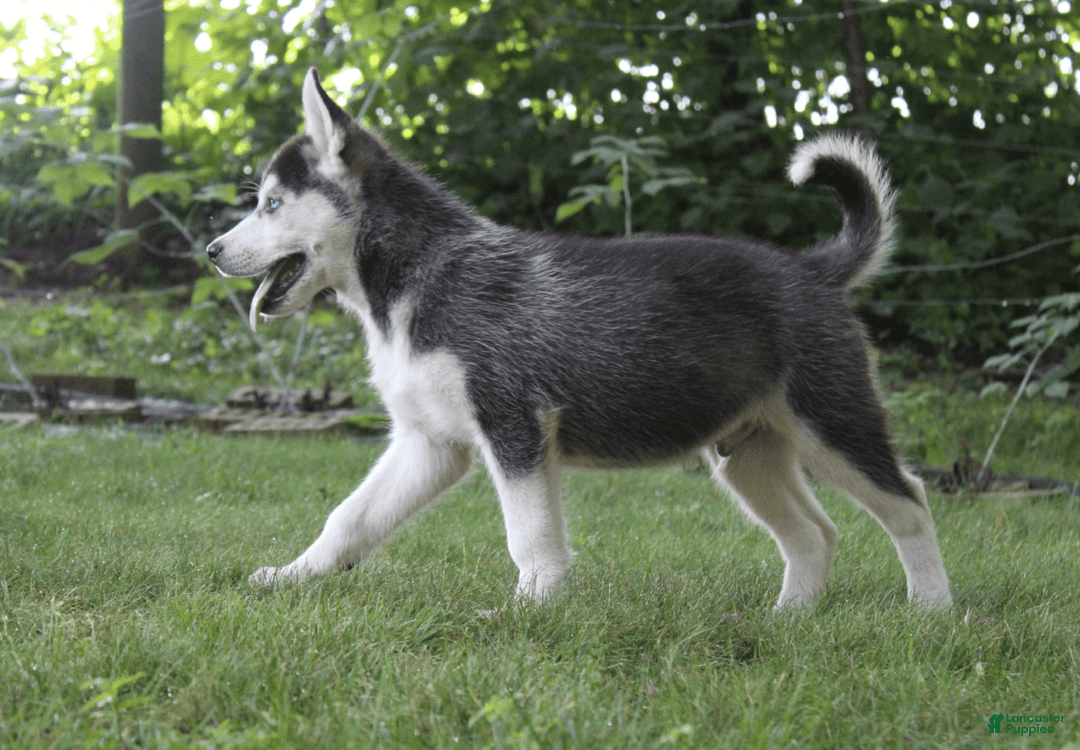 Siberian Husky dogs for sale: Alaska - Image 11