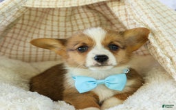 Welsh Corgi Pembroke dogs for sale: Griffin - Image 12