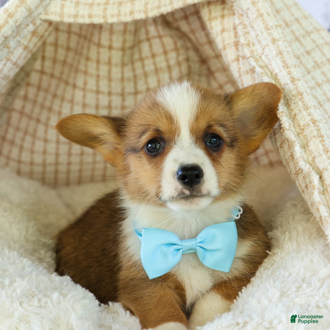 Welsh Corgi Pembroke dogs for sale: Griffin - Image 12
