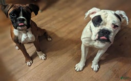 Boxer dogs for sale: Mickey - Image 3