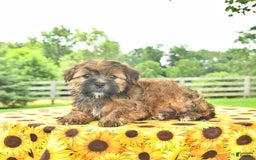 Shorkie dogs for sale: Earl - Image 4