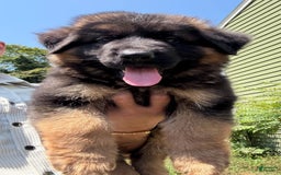 German Shepherd dogs for sale: Diesel - Image 1