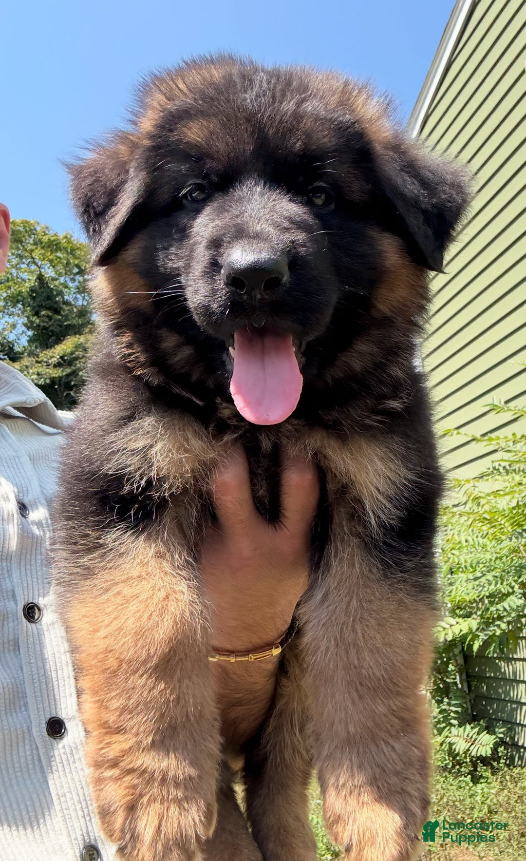 German Shepherd dogs for sale: Diesel - Image 1