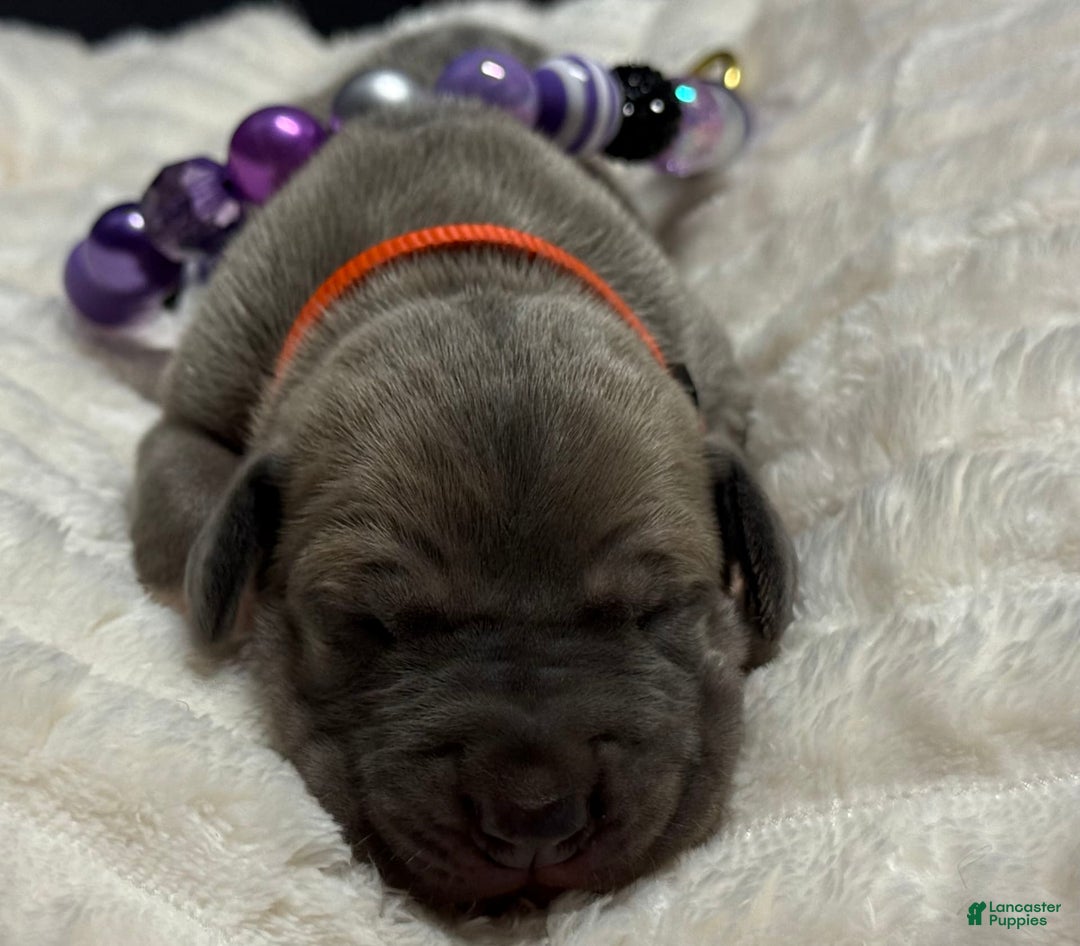 Great Dane dogs for sale: Blue Fawn Female - Image 4