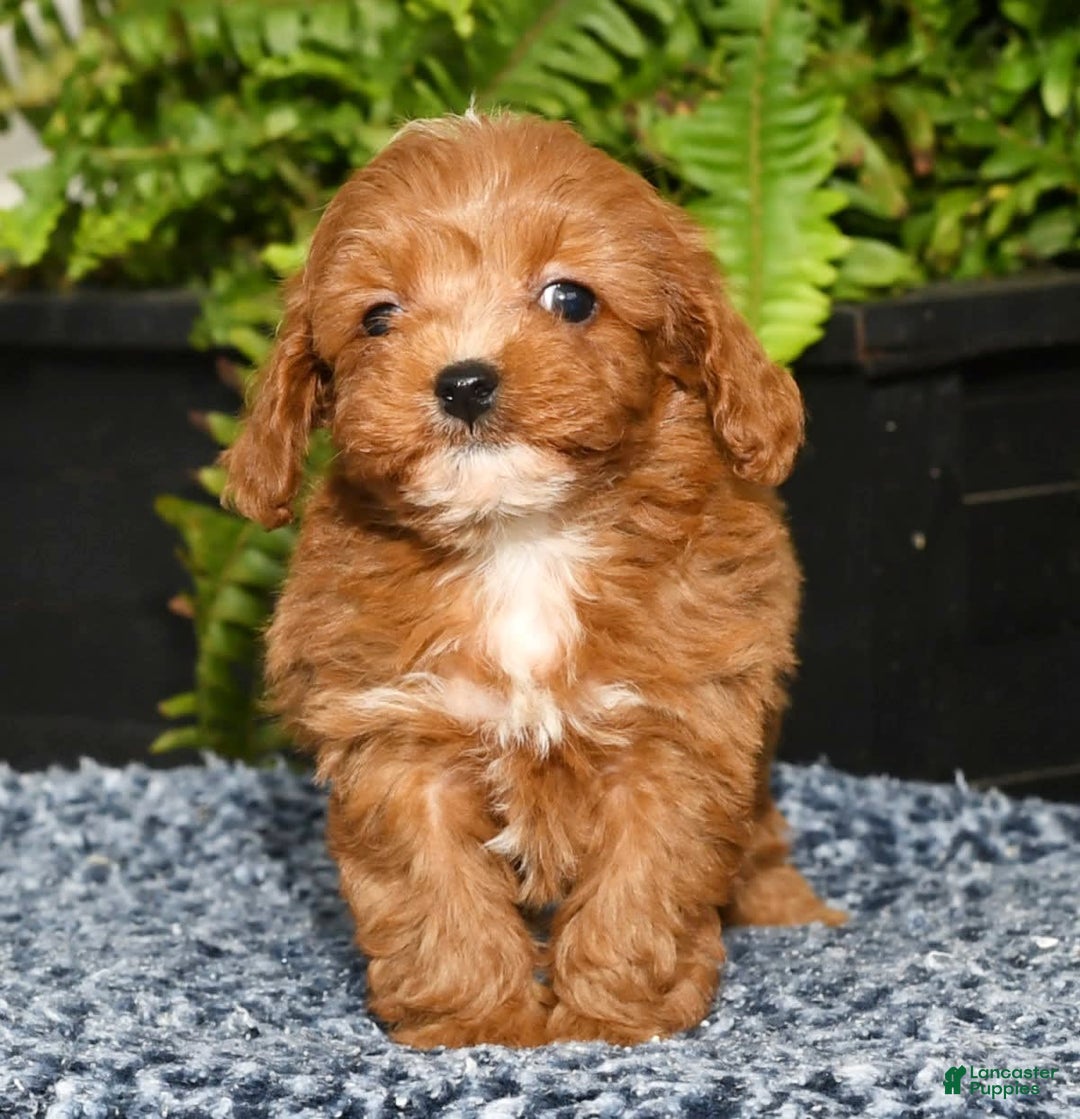 Cavapoo dogs for sale: Tucker - Image 3