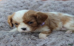 Cavalier King Charles Spaniel dogs for sale: Morgan - Image 2