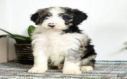 Aussiedoodle dogs for sale: Tucker - Image 9