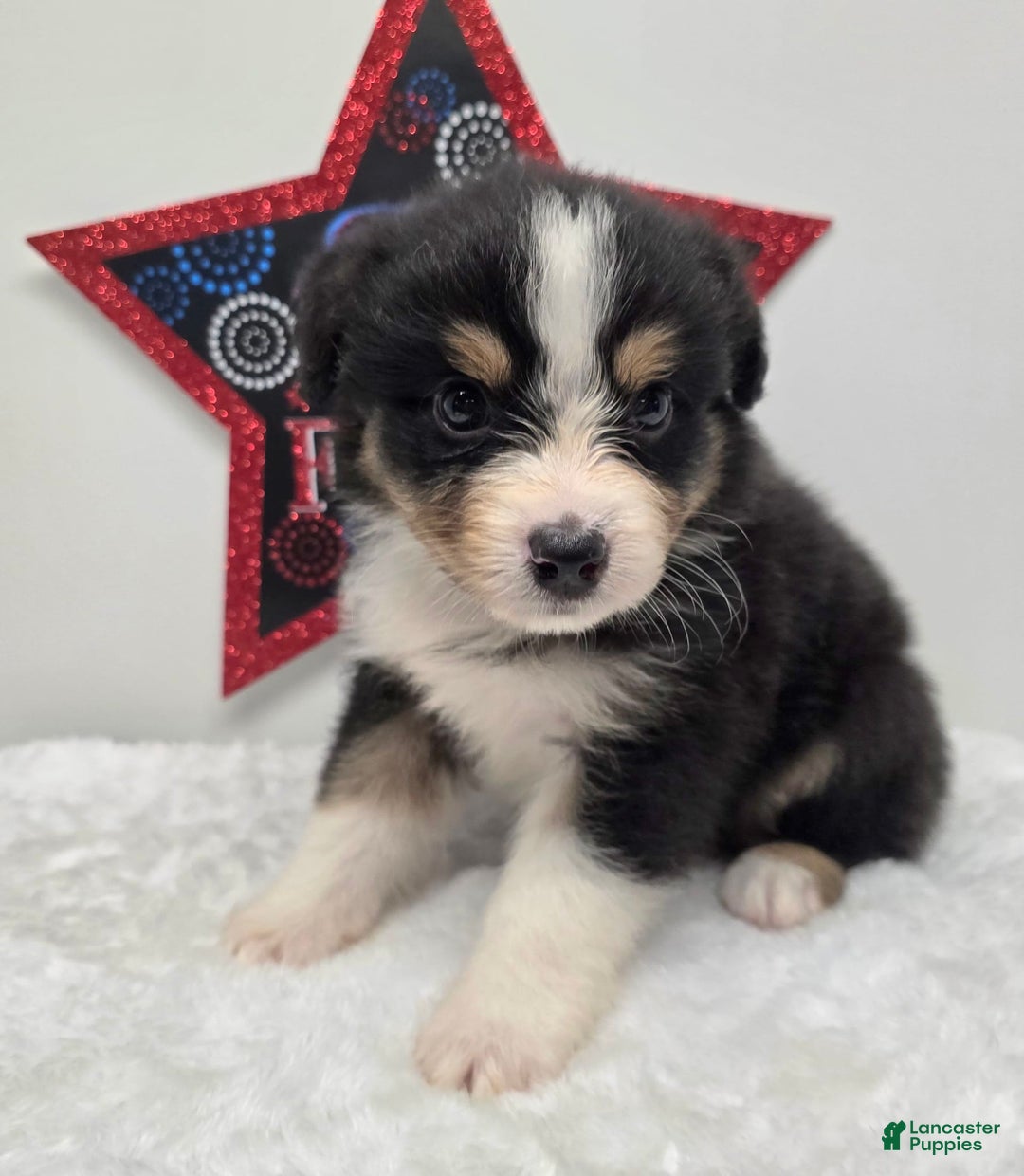 Australian Shepherd dogs for sale: Kiwi - Image 2