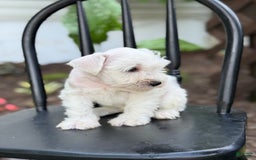 Miniature Schnauzer dogs for sale: Tucker - Image 2