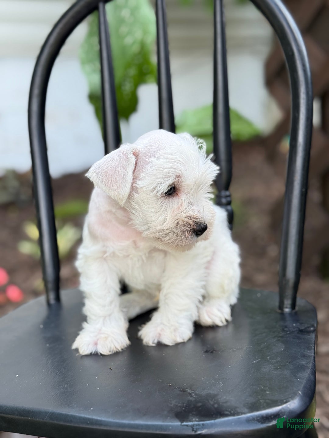 Miniature Schnauzer dogs for sale: Tucker - Image 2