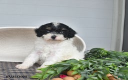 Lhasapoo dogs for sale: Oreo - Image 1