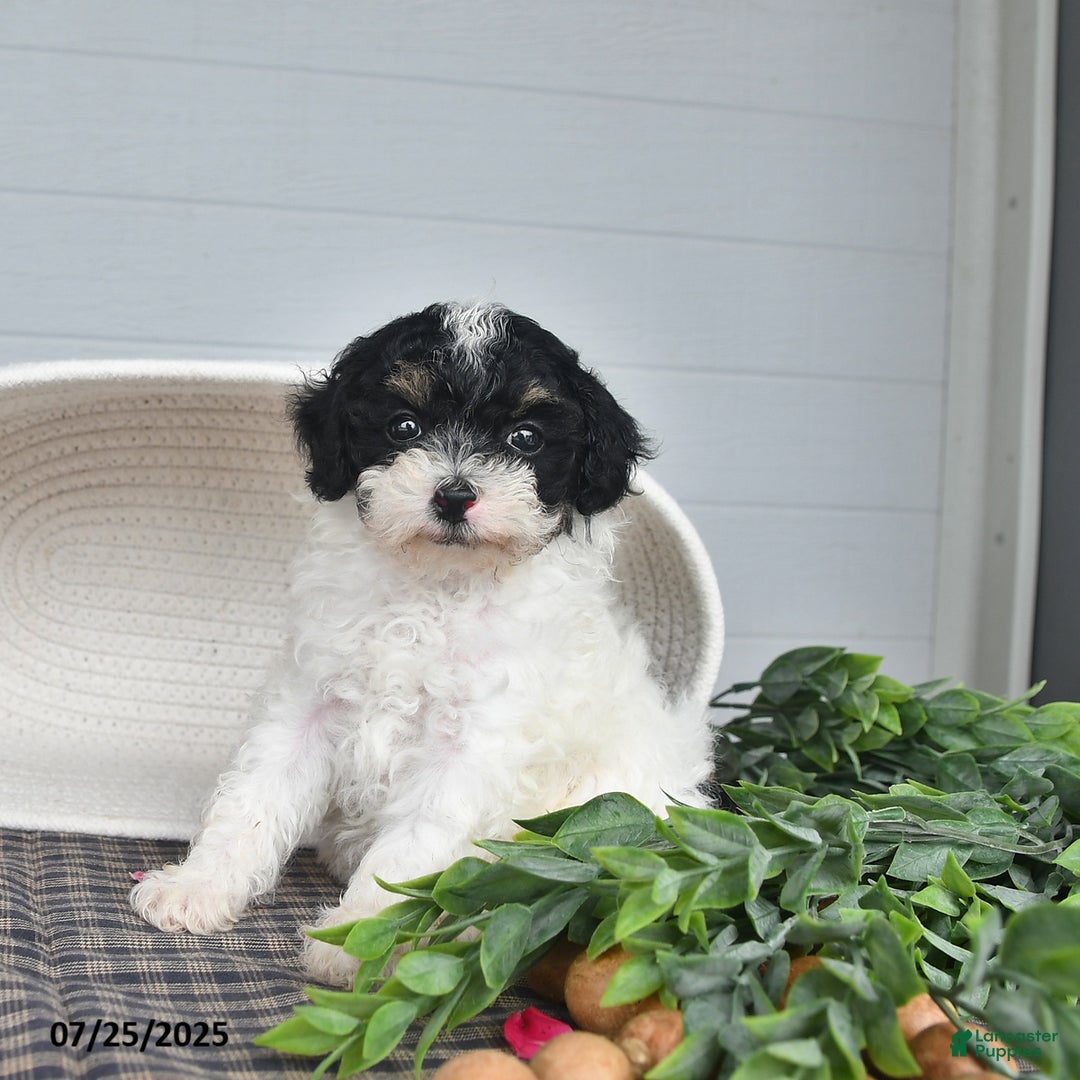 Lhasapoo dogs for sale: Oreo - Image 1