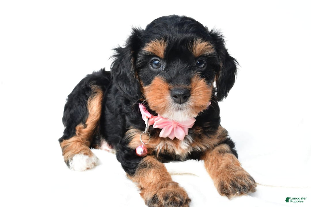 Cavapoo dogs for sale: Biff - Image 2