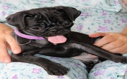 Pug dogs for sale: Penny - Image 4