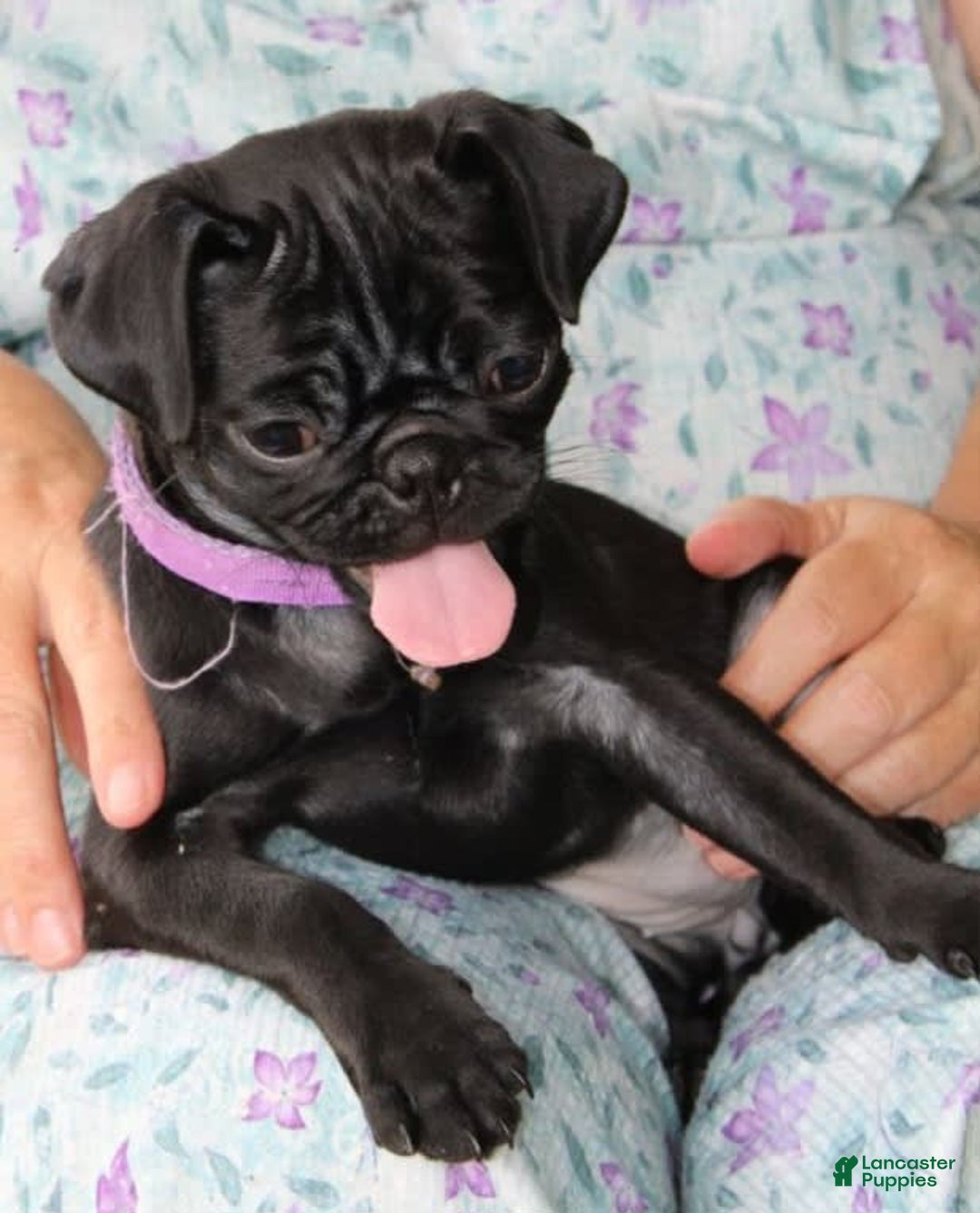 Pug dogs for sale: Penny - Image 4