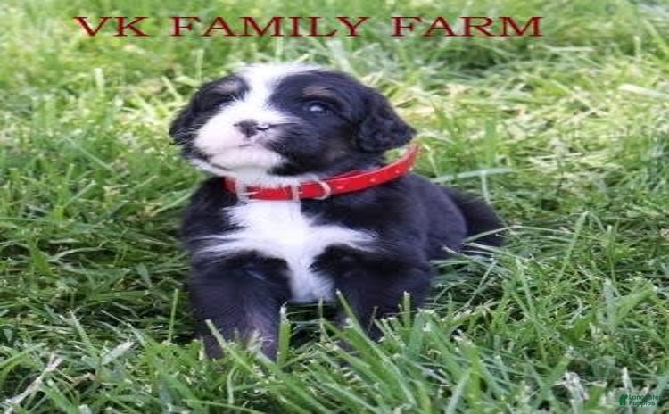 Bernedoodle dogs for sale - Ad 1