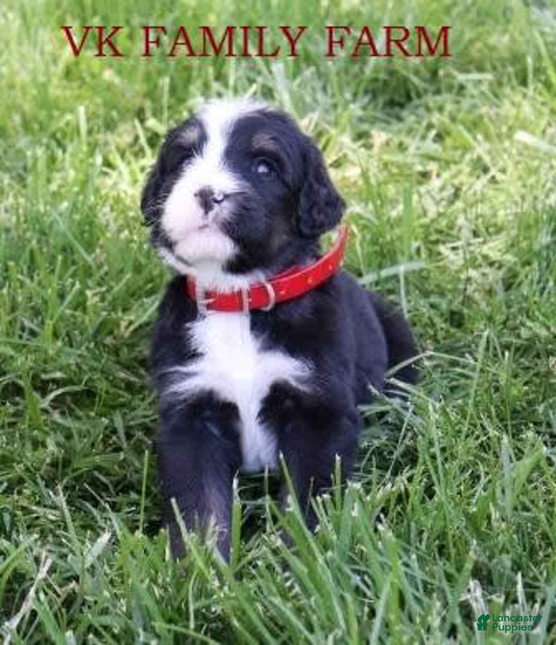 Bernedoodle dogs for sale: Robin - Image 1