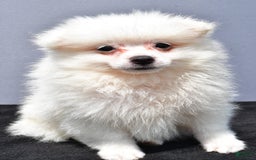 Pomeranian dogs for sale: Issac - Image 4