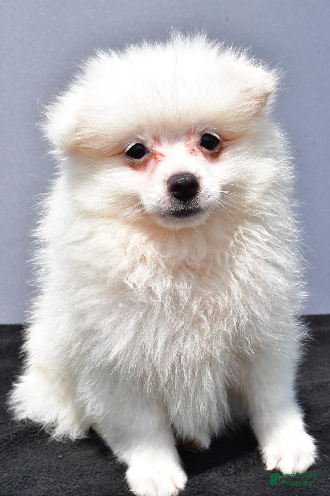 Pomeranian dogs for sale: Issac - Image 4