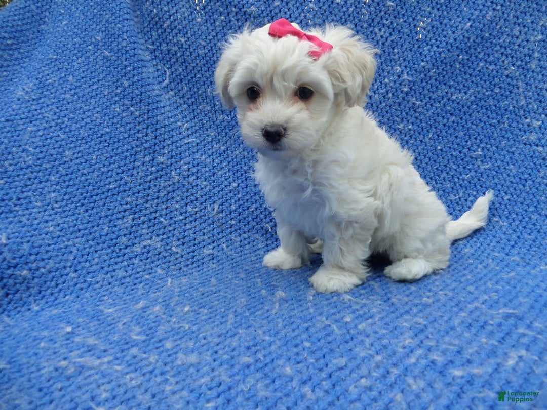 Malshi dogs for sale: Lilly - Image 1