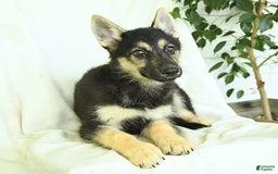 Gerberian Shepsky dogs for sale: Marigold - Image 2