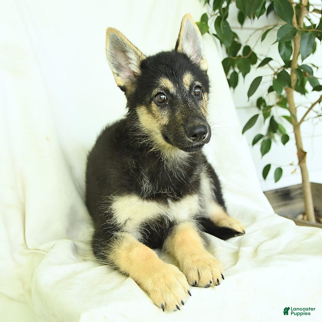 Gerberian Shepsky dogs for sale: Marigold - Image 2