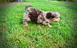 Havapoo dogs for sale: Dixie - Image 15