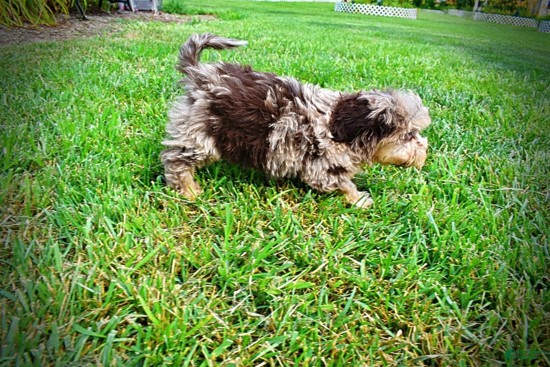 Havapoo dogs for sale: Dixie - Image 15