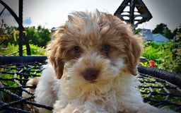 Havapoo dogs for sale: Vegas - Image 17