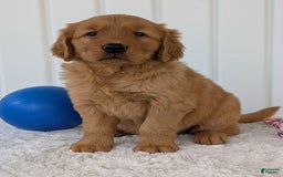 Golden Retriever dogs for sale: Daisy - Image 7
