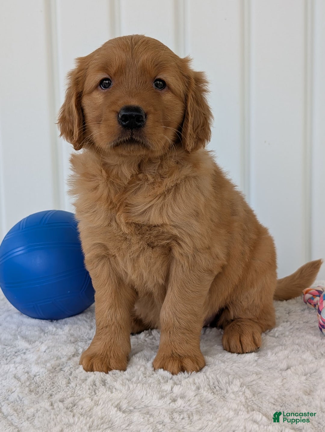 Golden Retriever dogs for sale: Daisy - Image 7