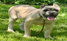 Cane Corso dogs for sale: Georgia - Image 38