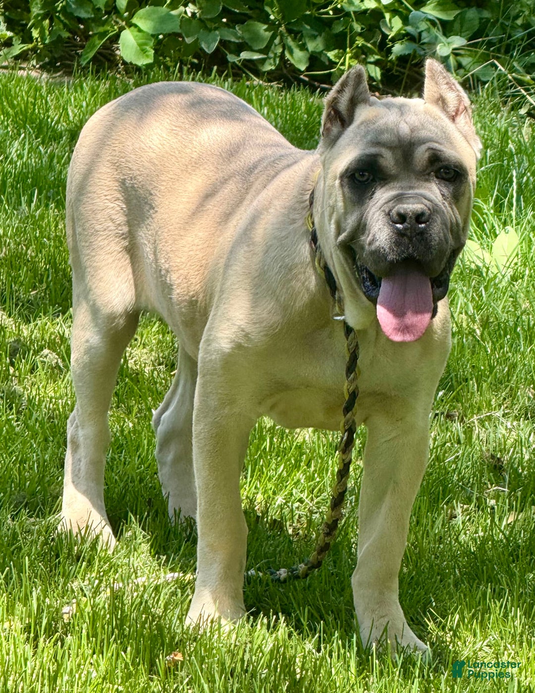 Cane Corso dogs for sale: Georgia - Image 38