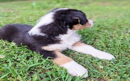 Australian Shepherd dogs for sale: Parker - Image 6