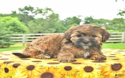 Shorkie dogs for sale: Earl - Image 5