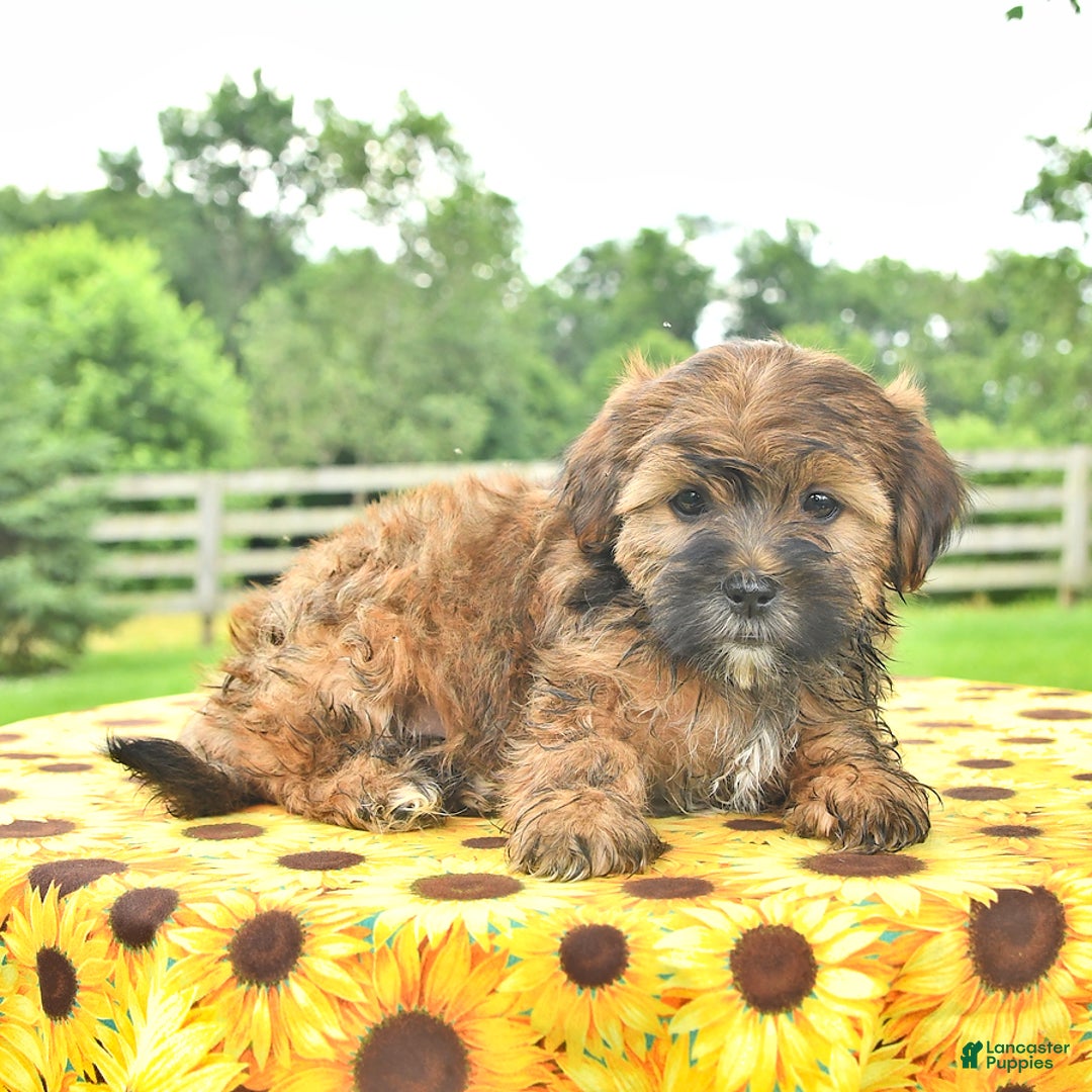 Shorkie dogs for sale: Earl - Image 5