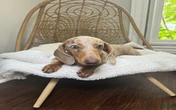 Miniature Dachshund dogs for sale: Cinderella - Image 6