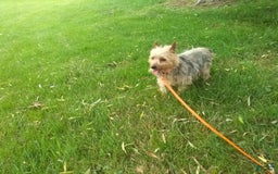 Morkie dogs for sale: Cooper - Image 7