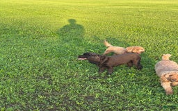 Cocker Spaniel dogs for sale: Juno - Image 1
