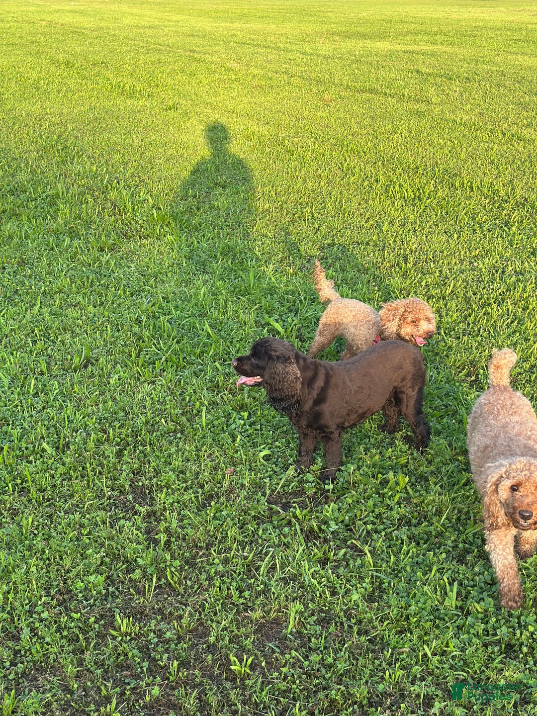 Cocker Spaniel dogs for sale: Juno - Image 1