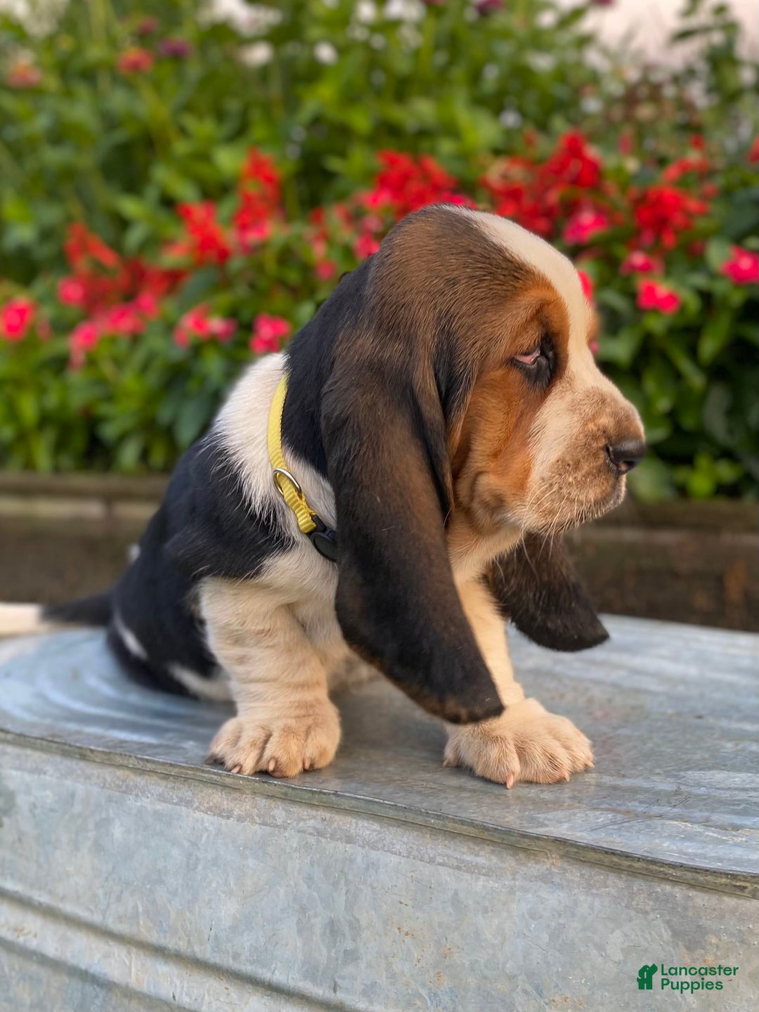 Basset Hound dogs for sale: Isabelle - Image 22