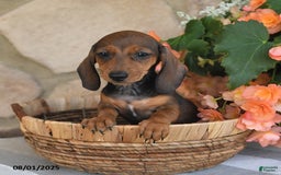 Miniature Dachshund dogs for sale: Stacy - Image 3